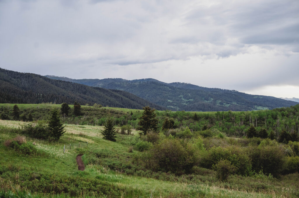 Triple Tree, Bozeman, Montana
